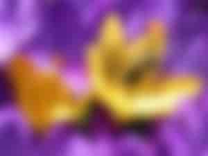 Biene auf einem gelben Krokus zwischen lila Krokusblüten