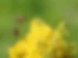 Bienen Anflug auf gelbe Blume